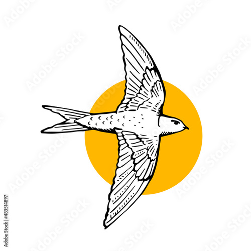 Swift bird flying. Hand drawn illustration. Black line drawing on white background