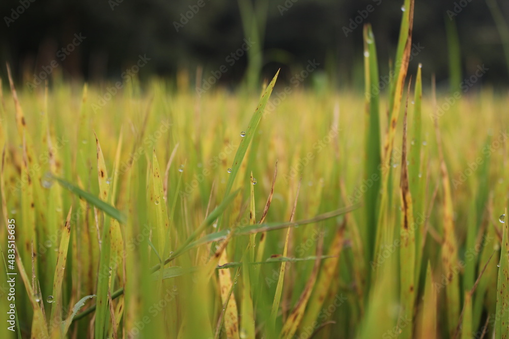 Green rice plants in the rice field Green rice plants in the rice field