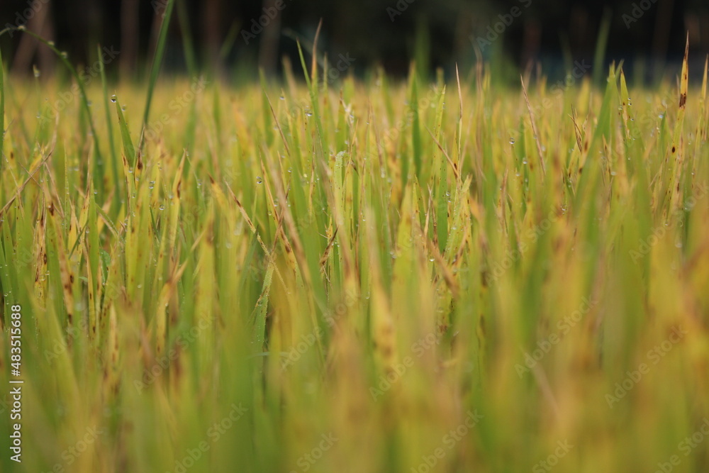 Green rice plants in the rice field Green rice plants in the rice field