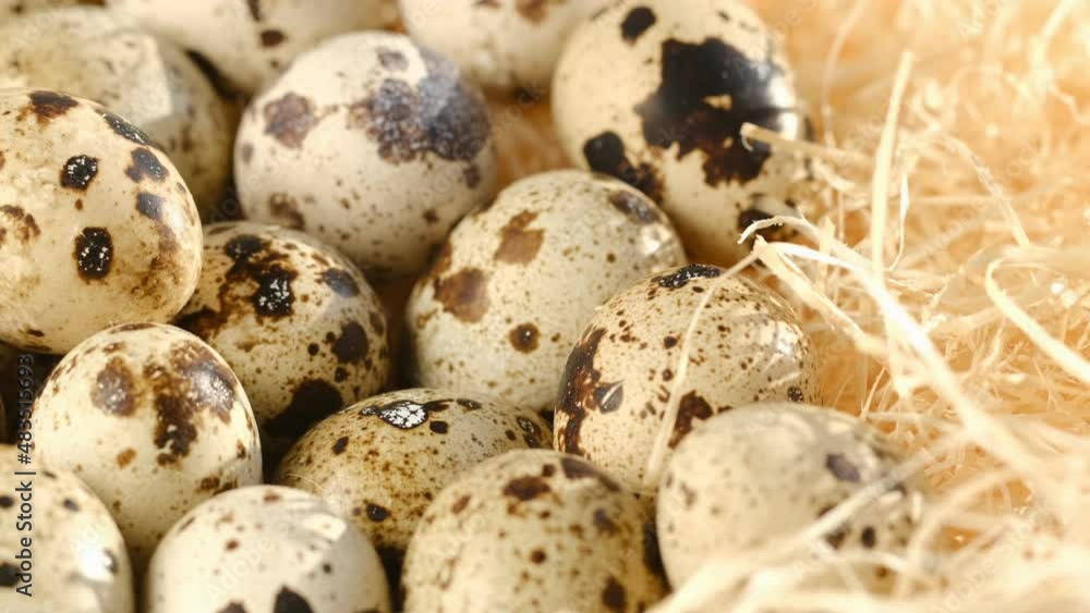 Close-up of quail eggs a rotating . Bright colorful quail eggs. Macro. Selective focus Close-up of quail eggs a rotating . Bright colorful quail eggs. Macro. Selective focus