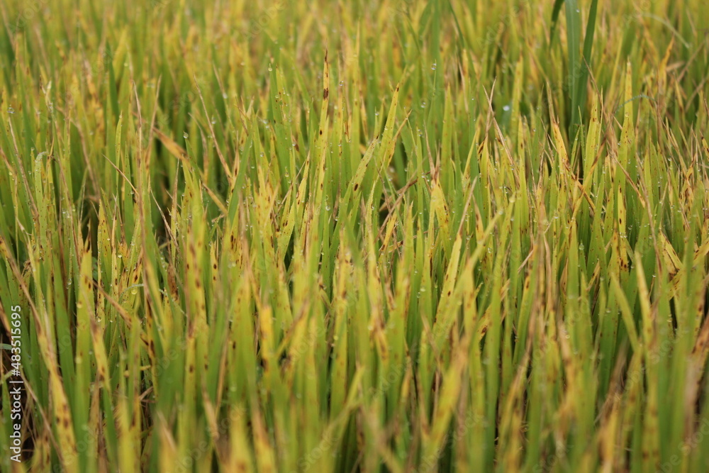 Closeup view of green paddy plants in the field Closeup view of green paddy plants in the field