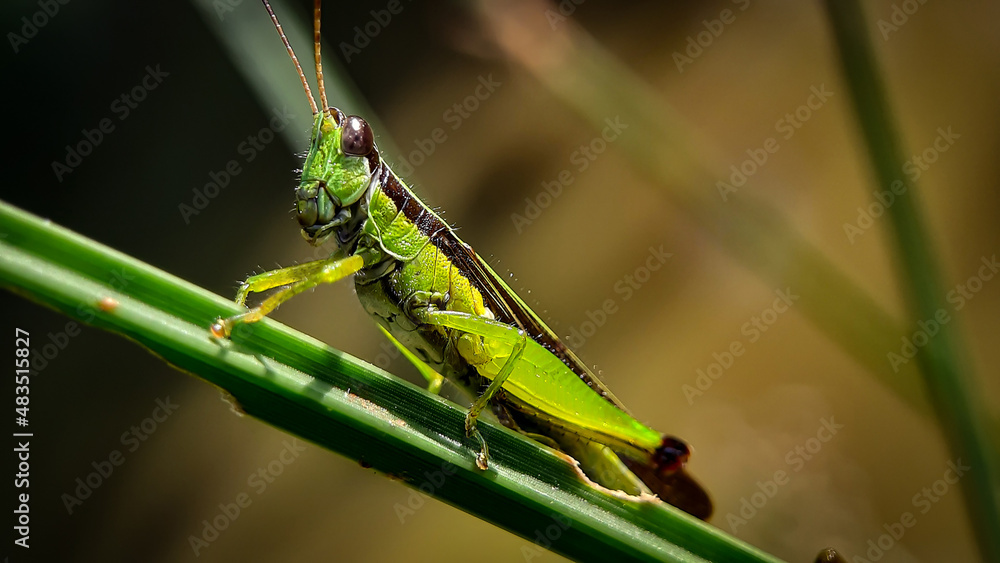 Fototapeta premium portrait of grashopper on a plant, unfocus with blur backround, bokeh backround.