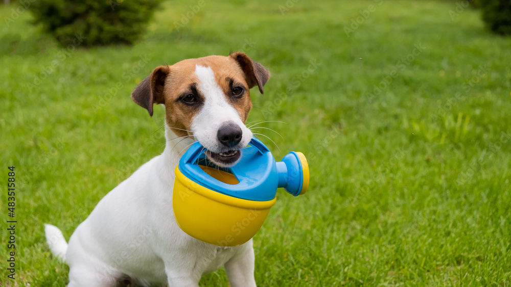 Dog Jack Russell Terrier stands on the lawn and holds a watering can