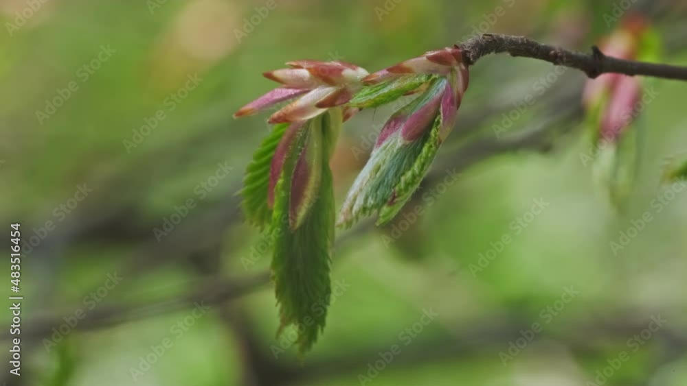 Fresh young green leaves of twig tree growing in spring. Beautiful natural forest background, 4k Fresh young green leaves of twig tree growing in spring. Beautiful natural forest background, 4k