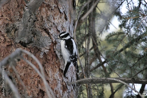 Downy woodpeckers encountered along the promenade