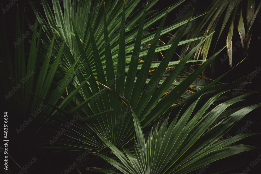 Obraz premium Textura de plantas tropicales