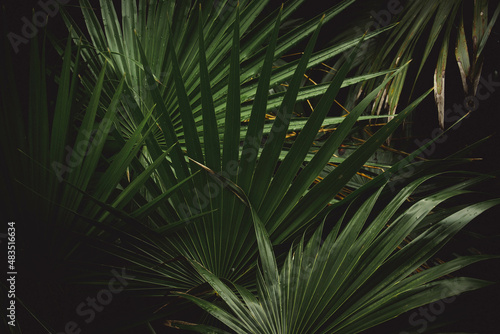 Textura de plantas tropicales © Diego