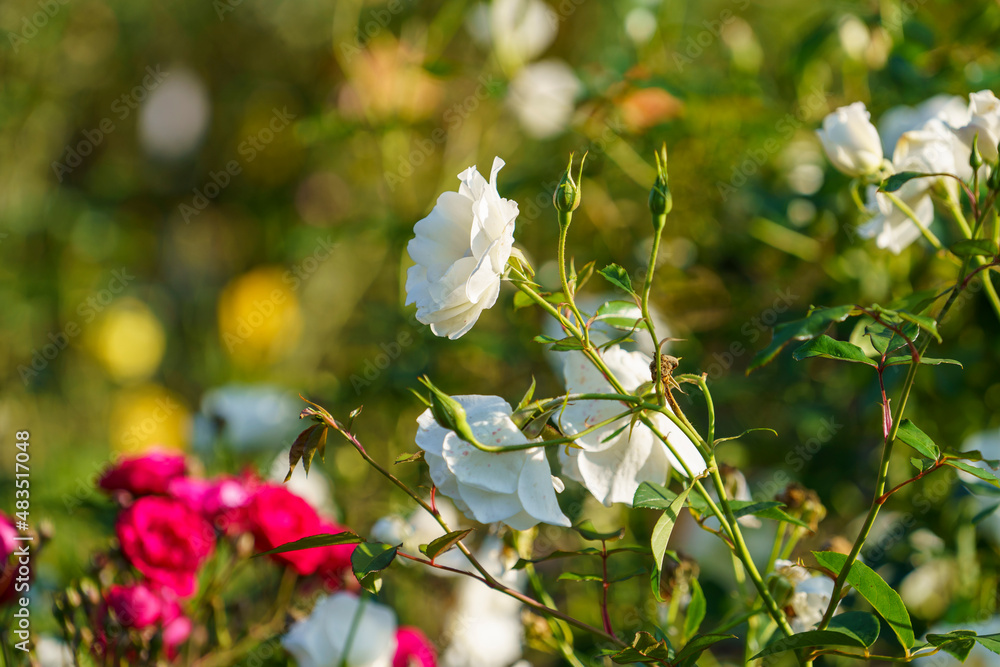 Fototapeta premium Floral background with white and red roses.