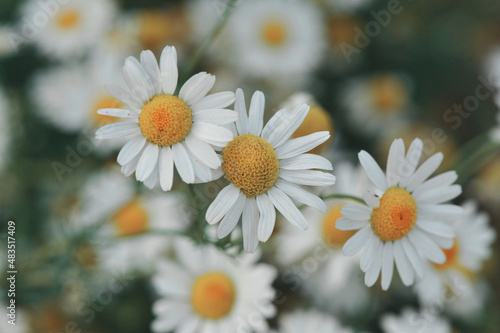 White chamomiles in field. Daisy flower background.