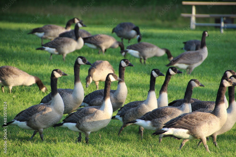 country goose and geese, Elk Island National Park, Alberta country goose and geese, Elk Island National Park, Alberta