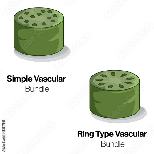 Cross Section of Simple and Ring Type Vascular Bundles, Detailed Vector Illustration of Plant Anatomy on White Background for Botanical Education and Research.