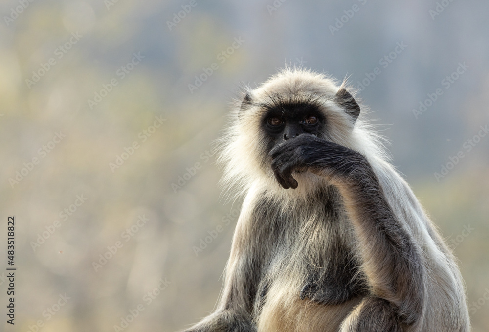 The Langur Monkey at Ranthambore Fort in Rajasthan
