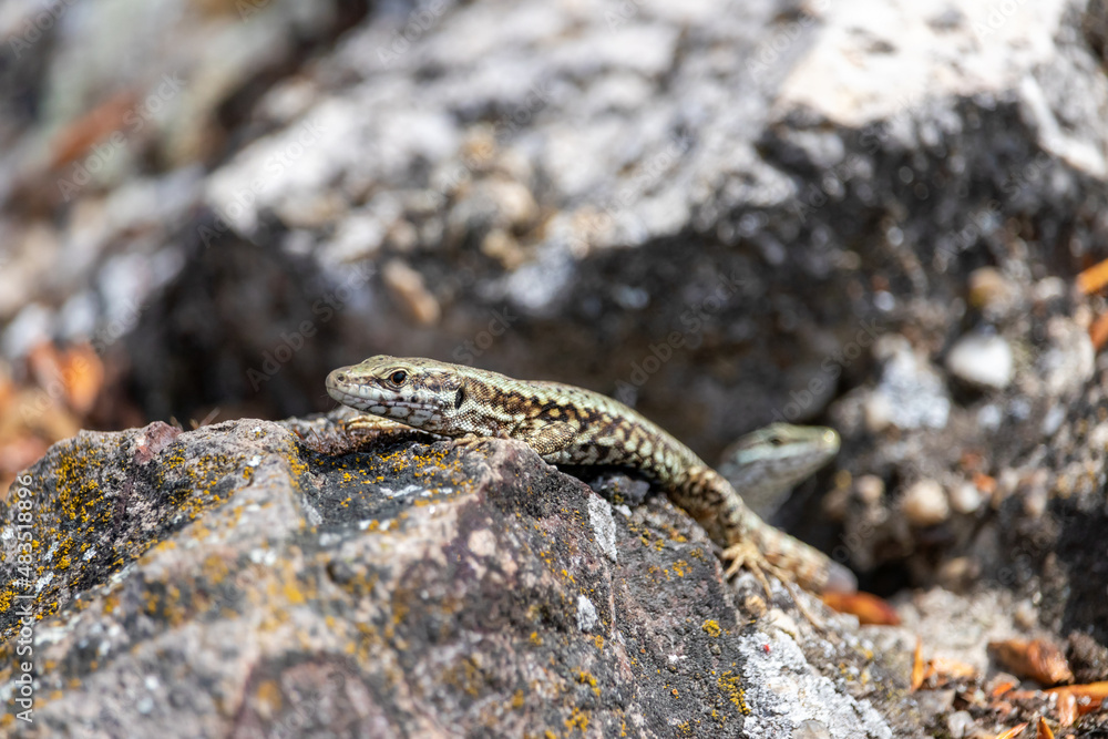 Common lizard (vivipara) basking in the sun climbing a stone covered with lichen Common lizard (vivipara) basking in the sun climbing a stone covered with lichen