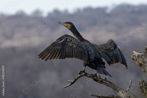 Cormorant with wings spread perched on a branch