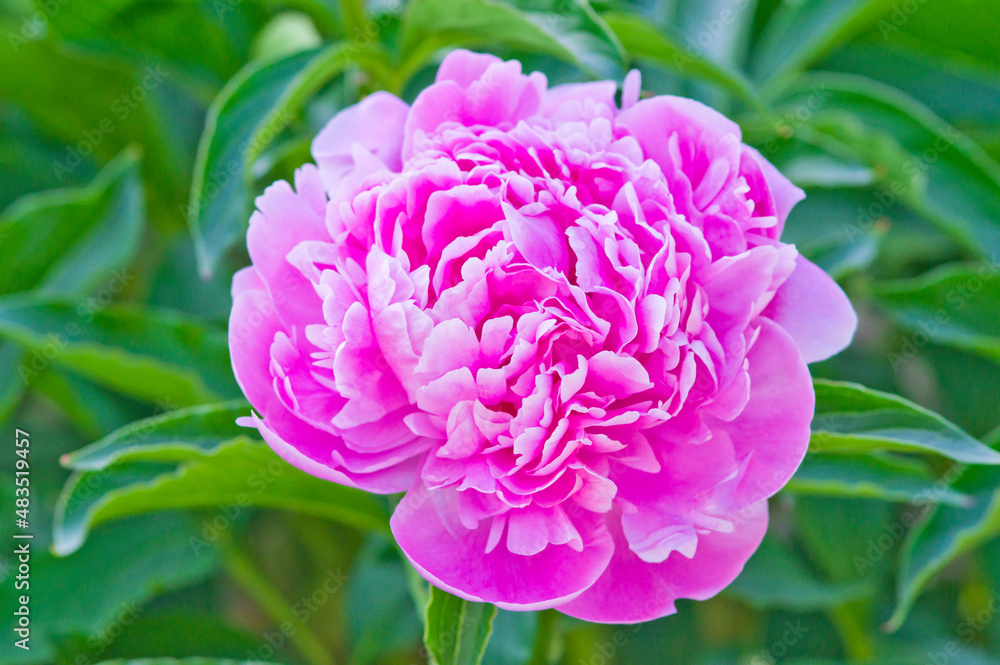 The name of this peony is Sarah Bernhardt.
Scientific name is Paeonia lactiflora.