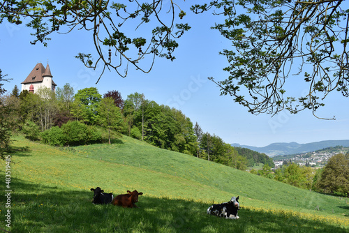 Kuhweide bei Gränichen mit Schloss Liebegg, Schweiz photo