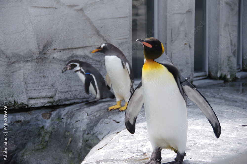 Obraz premium 三兄弟