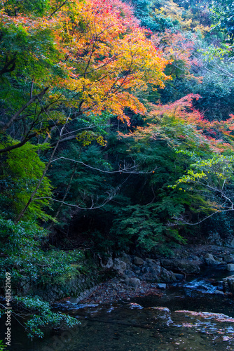 紅葉と川