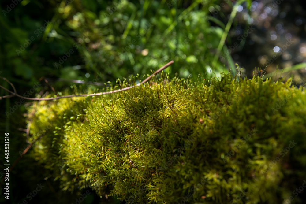 green moss growing on a wet tree