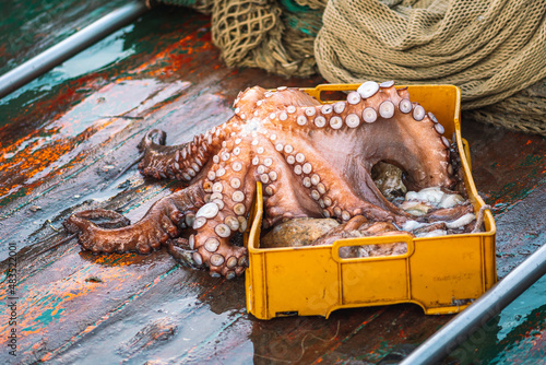 Quadro su tela Freshly just caught big octopus in a plastic crate on a fishing wooden boat with