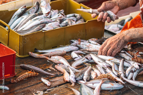 Various freshly just caught fish in plastic crates on a fishing wooden boat being selected by a fisherman to be sold at the fish market. Shrimps, sea bass, cod, mullet or goatfishes photo