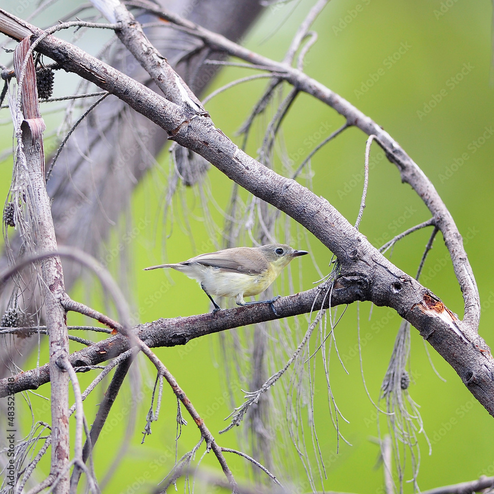 Forest birds (Golden-bellied Gerygone) in thailand