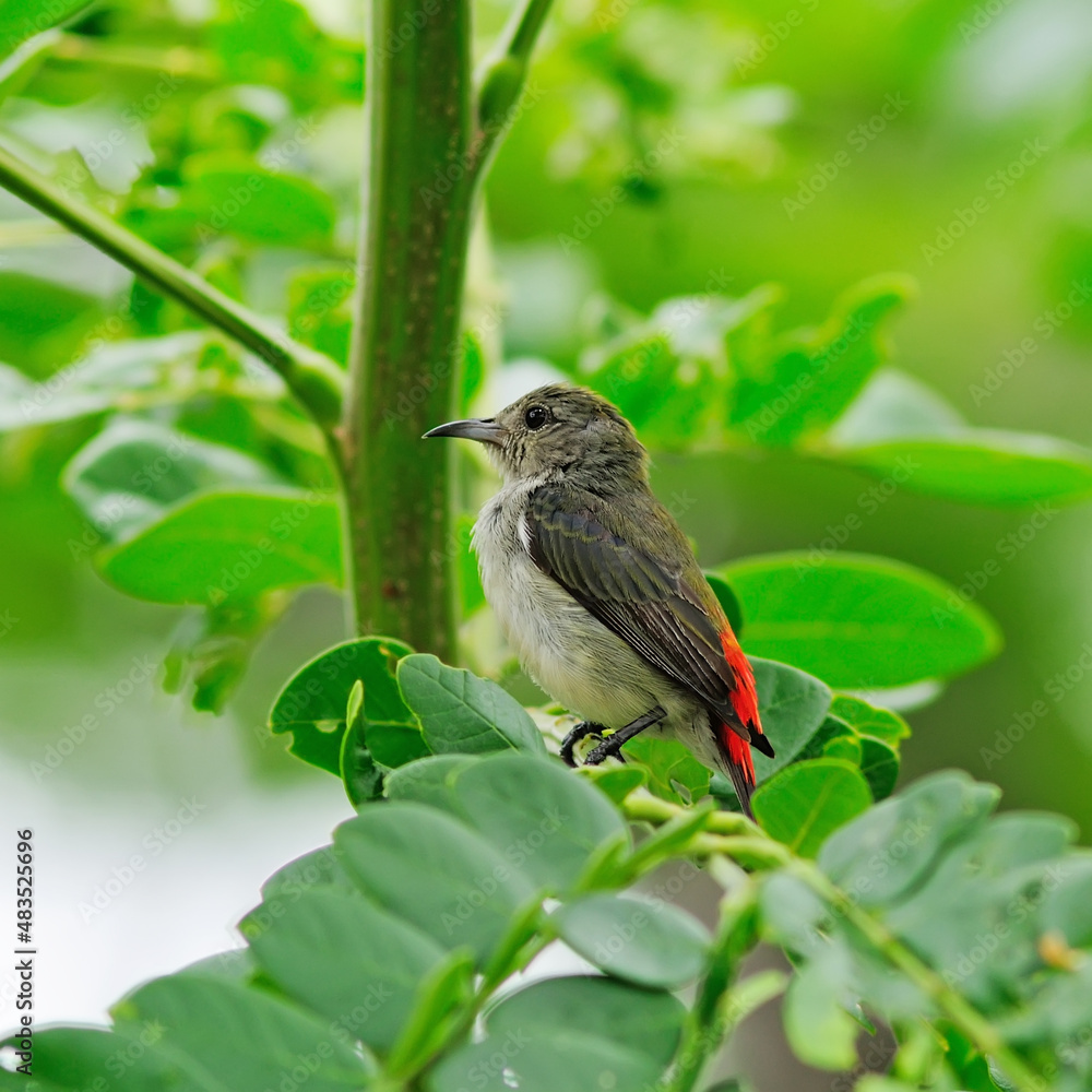 The Scarlet-backed Flowerpecker (Dicaeum cruentatum) she sits on the green stick, Thailand. The Scarlet-backed Flowerpecker (Dicaeum cruentatum) she sits on the green stick, Thailand.