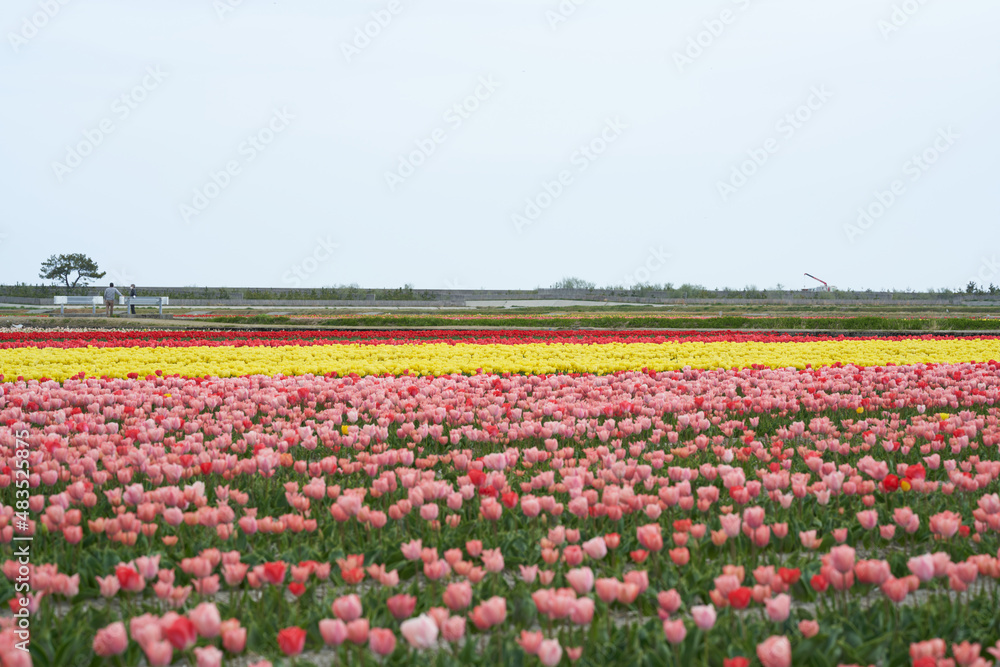 Colorful tulips are in full bloom in a vast field