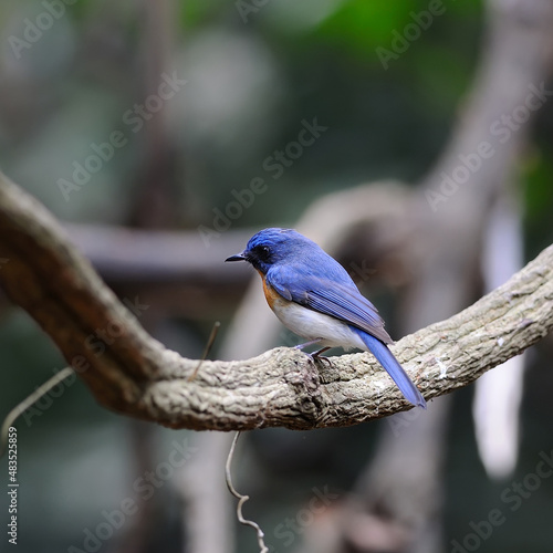 bird Tickell's blue-flycatcher on a branch photo