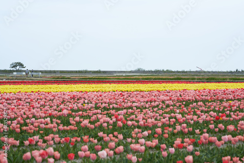 Wallpaper Mural Colorful tulips are in full bloom in a vast field Torontodigital.ca