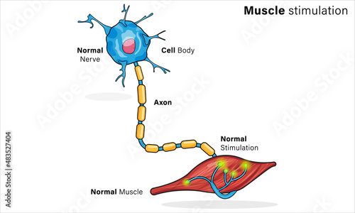 Muscle Cell Stimulation by Motor Neurons, Detailed Vector Illustration of Neuromuscular Junction, Nerve Signal Transmission, and Muscle Contraction on White Background.