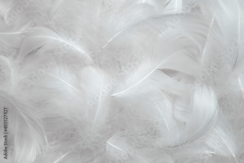 White Fluffly Feathers Texture Vintage Background. Soft Swan Feathers. 