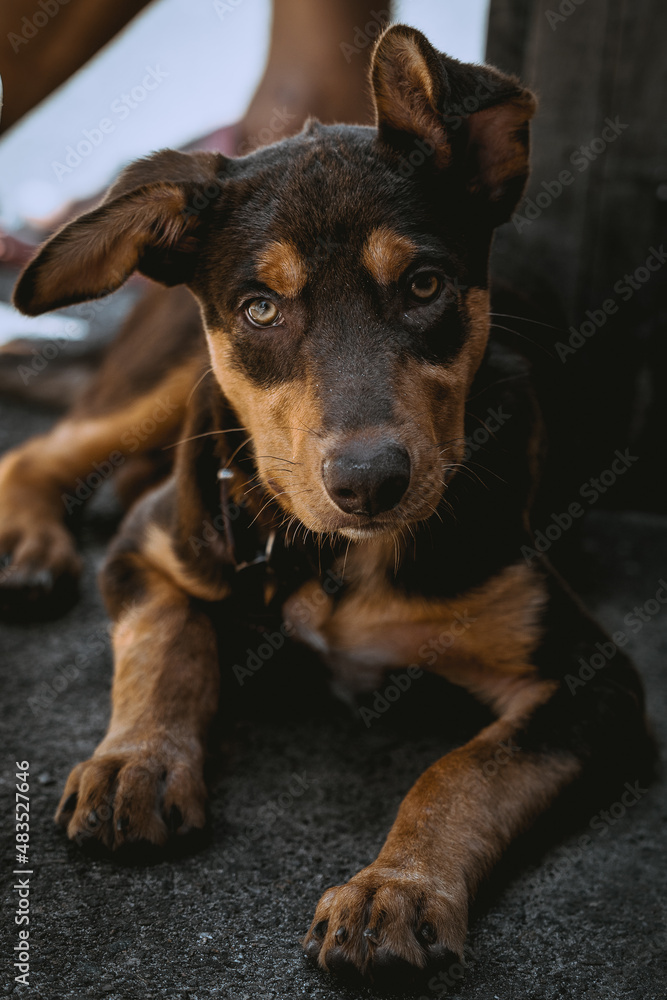 Kelpie dog puppy Kelpie dog puppy