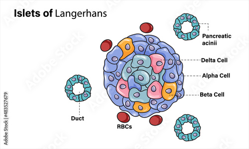 Islets of Langerhans, Detailed Vector Illustration of Pancreatic Cell Clusters, Endocrine System, Medical Biology Concept on White Background.
