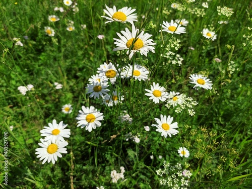 field of daisies