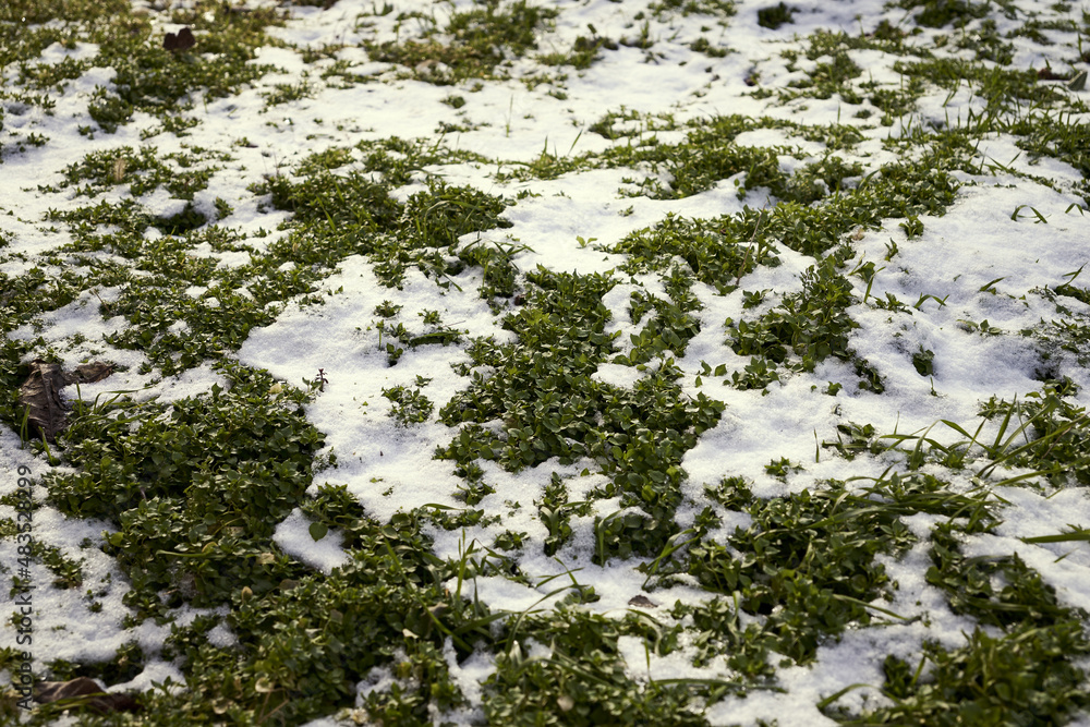 green grass peeking out from under the snow background backdrop green grass peeking out from under the snow background backdrop