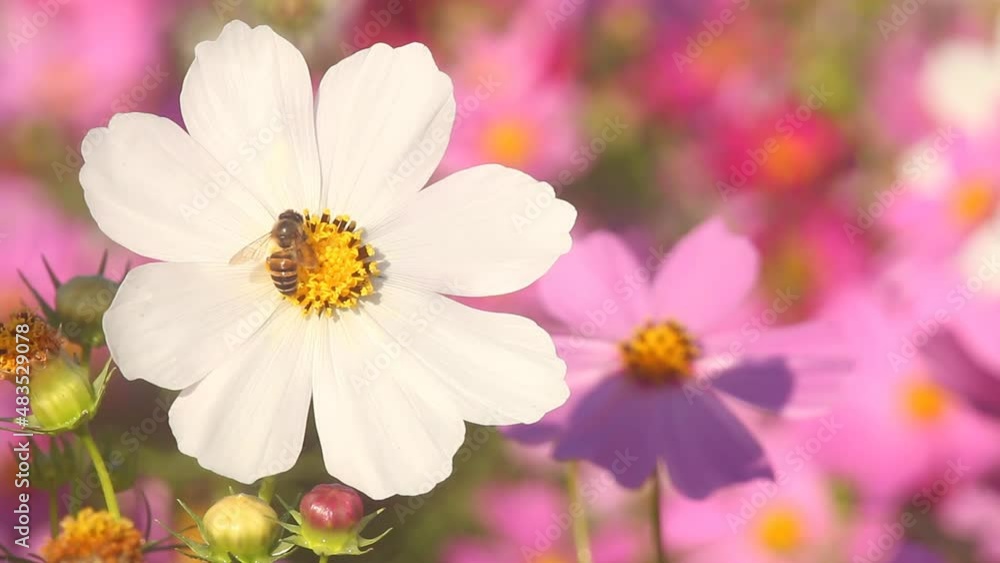 Beautiful cosmos flowers and bee in the garden, outdoor Lumphum province Thailand Beautiful cosmos flowers and bee in the garden, outdoor Lumphum province Thailand