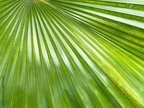 Full frame shot of green palm leaf.  Palm frond.  Geometric lines on palm leaf.  Lush foliage.  Tropical green palm frond.