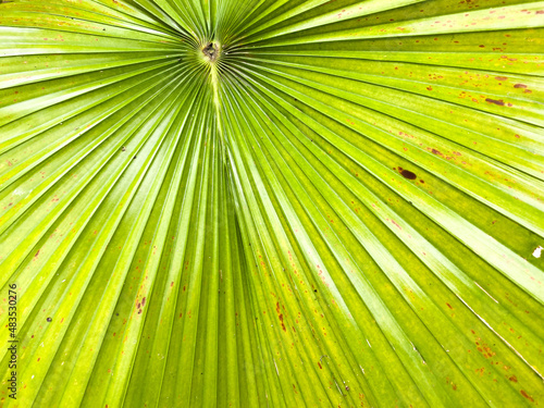 Texture of palm leaf in full frame. Top view of palm frond.