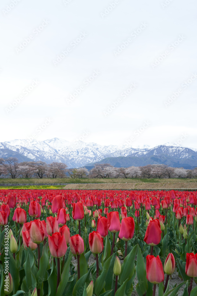 A red tulip field spreads out against the backdrop of the Northern Alps of the remaining snow