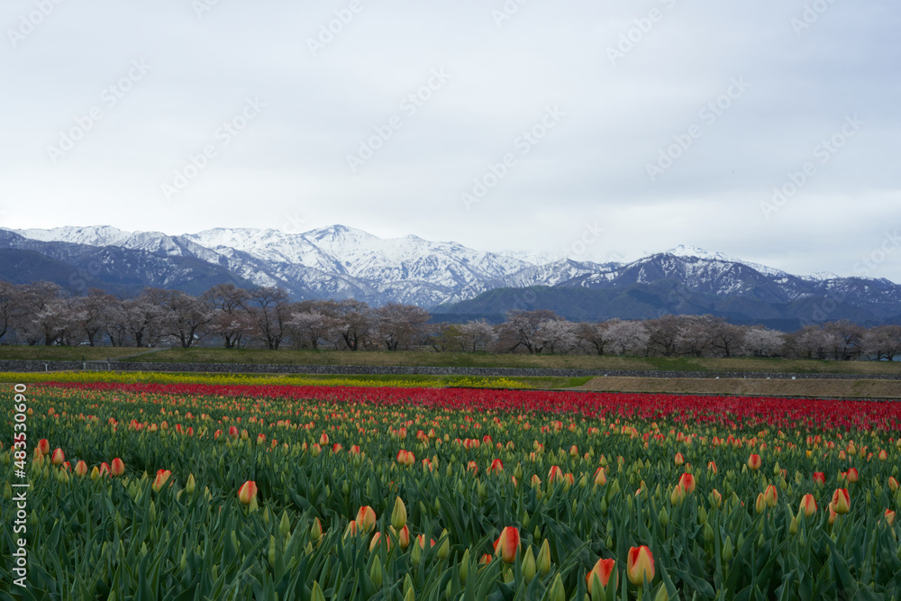 A red tulip field spreads out against the backdrop of the Northern Alps of the remaining snow