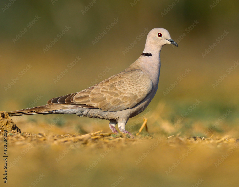 pigeon on the grass. Ring necked dove on ground. Half collared dove. Cape turtle dove. Streptopelia capicola. pigeon on the grass. Ring necked dove on ground. Half collared dove. Cape turtle dove. Streptopelia capicola.
