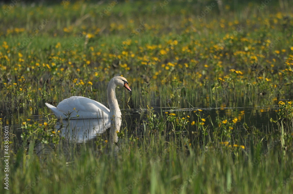Fototapeta premium Mute swan swimming on the lake, river. A snow-white bird with a long neck, forming a loving couple and caring family.