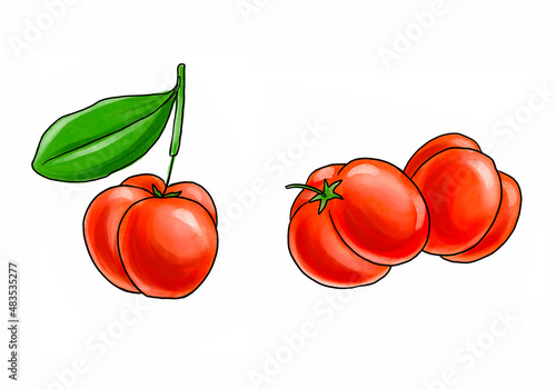 drawing acerola fruits, red berry of Malpighia glabra, isolated at white background, hand drawn illustration photo