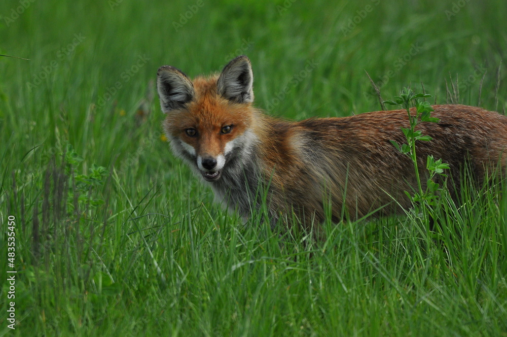 Fototapeta premium A fox with a long ginger pony while hunting in a meadow. Looking for a victim and sneaking up on a victim. A predator of the canidae family.