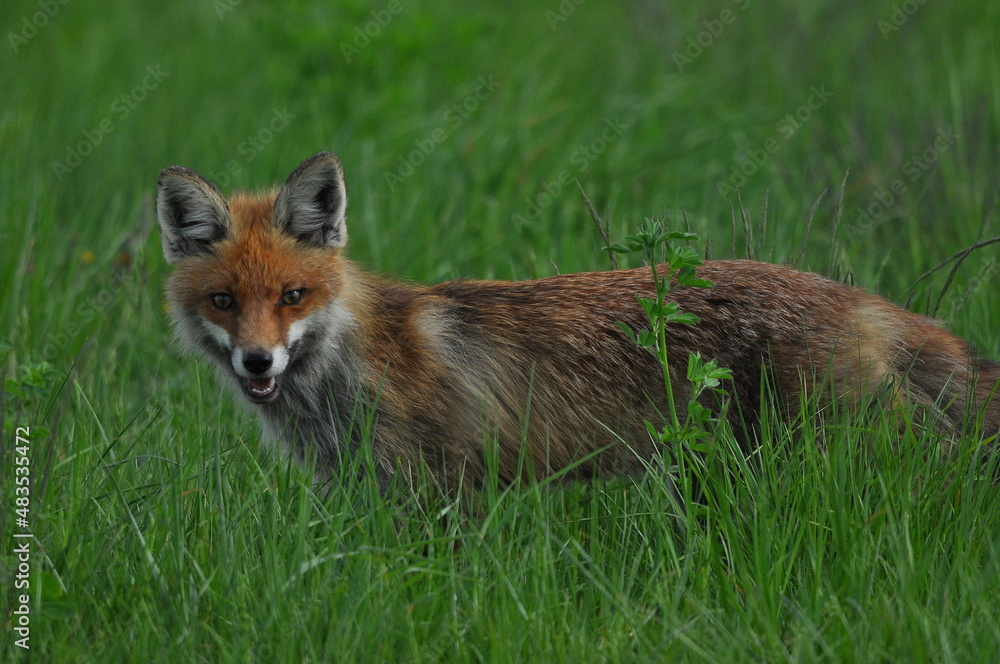 A fox with a long ginger pony while hunting in a meadow. Looking for a victim and sneaking up on a victim. A predator of the canidae family. A fox with a long ginger pony while hunting in a meadow. Looking for a victim and sneaking up on a victim. A predator of the canidae family.