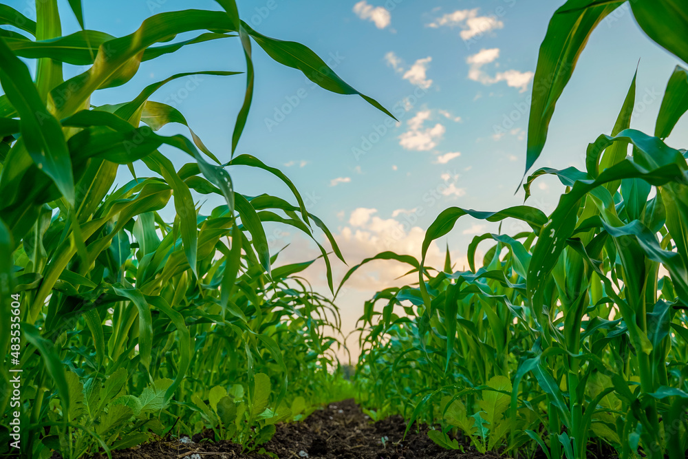 Fototapeta premium Green sorghum agriculture field with sky background.