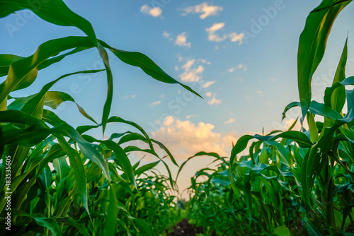 Green sorghum agriculture field with sky background. photo