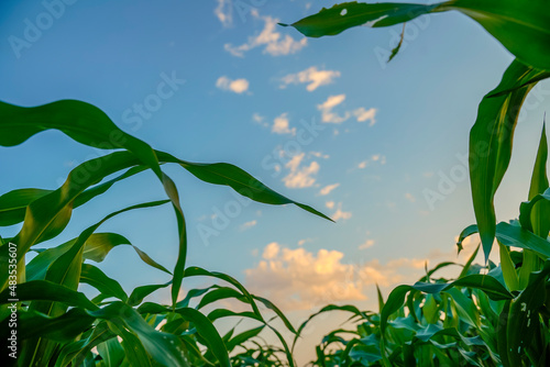 Green sorghum agriculture field with sky background.