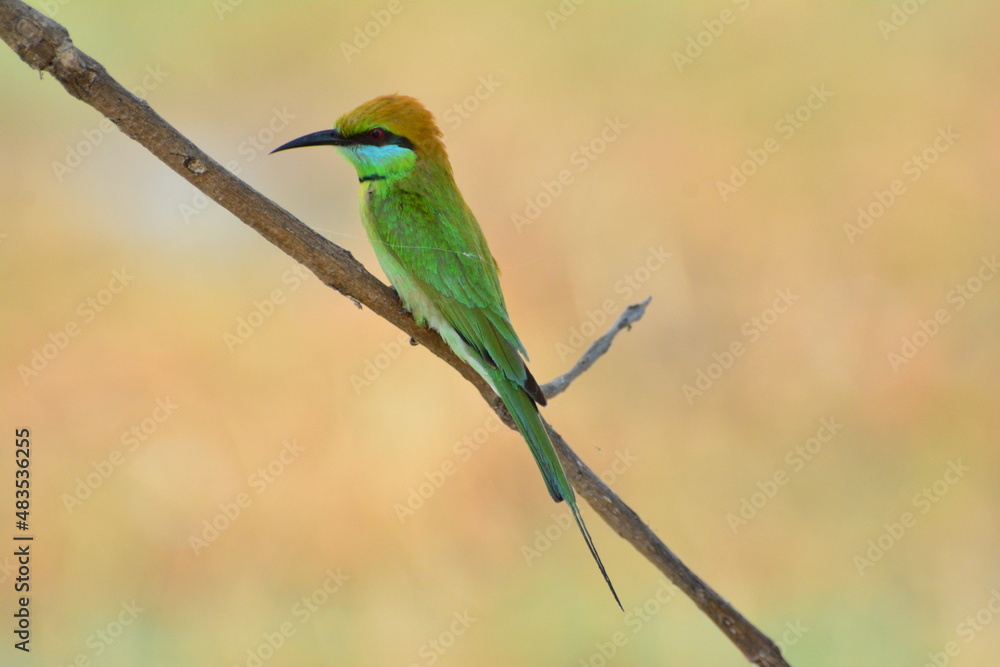 Obraz premium animal, asia, avian, background, beak, beautiful, beauty, bee, bee eater, bird, bird watching, birds, birdwatching, blue, branch, closeup, color, colorful, conservation, couple, eater, environment